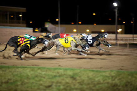 Greyhound Racing — Stag Do activity in Dublin
