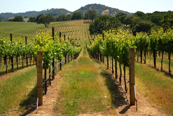 Vineyard Tours Activity Weekend Ideas