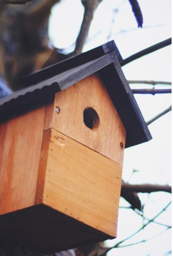 Surrey Virtual Bird Box Build Corporate Event Ideas