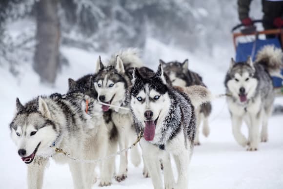 Husky Dog Sledding Hen Do Ideas