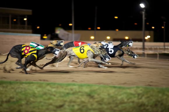 Sheffield Greyhound Racing Super Party Night Activity Weekend Ideas