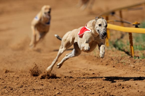 Greyhound Racing Stag Do Ideas