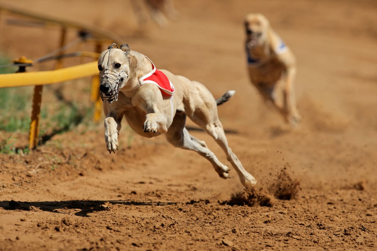 Greyhounds racing round a track