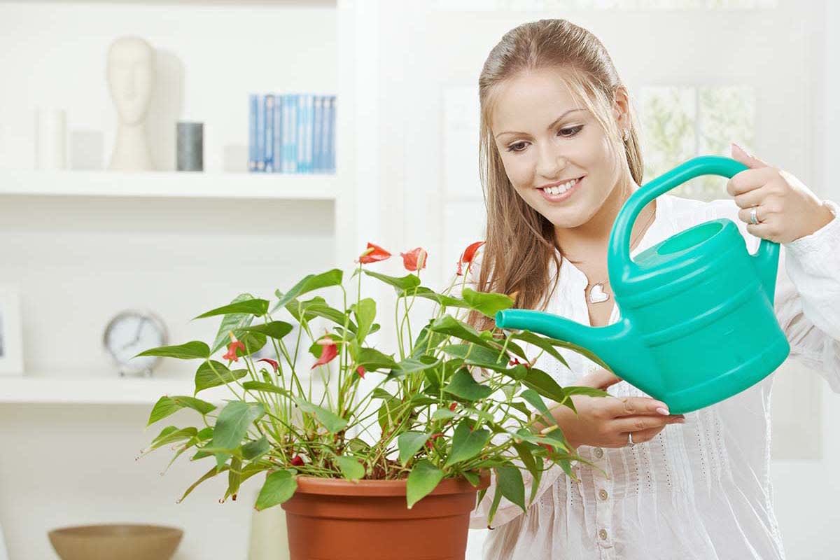 House Plant - Ways To Reduce Wedding Stress