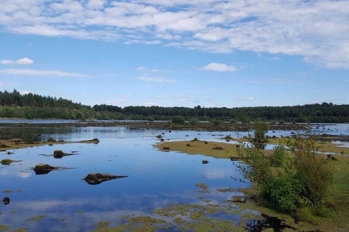 Delamere Forest - Liverpool.jpg