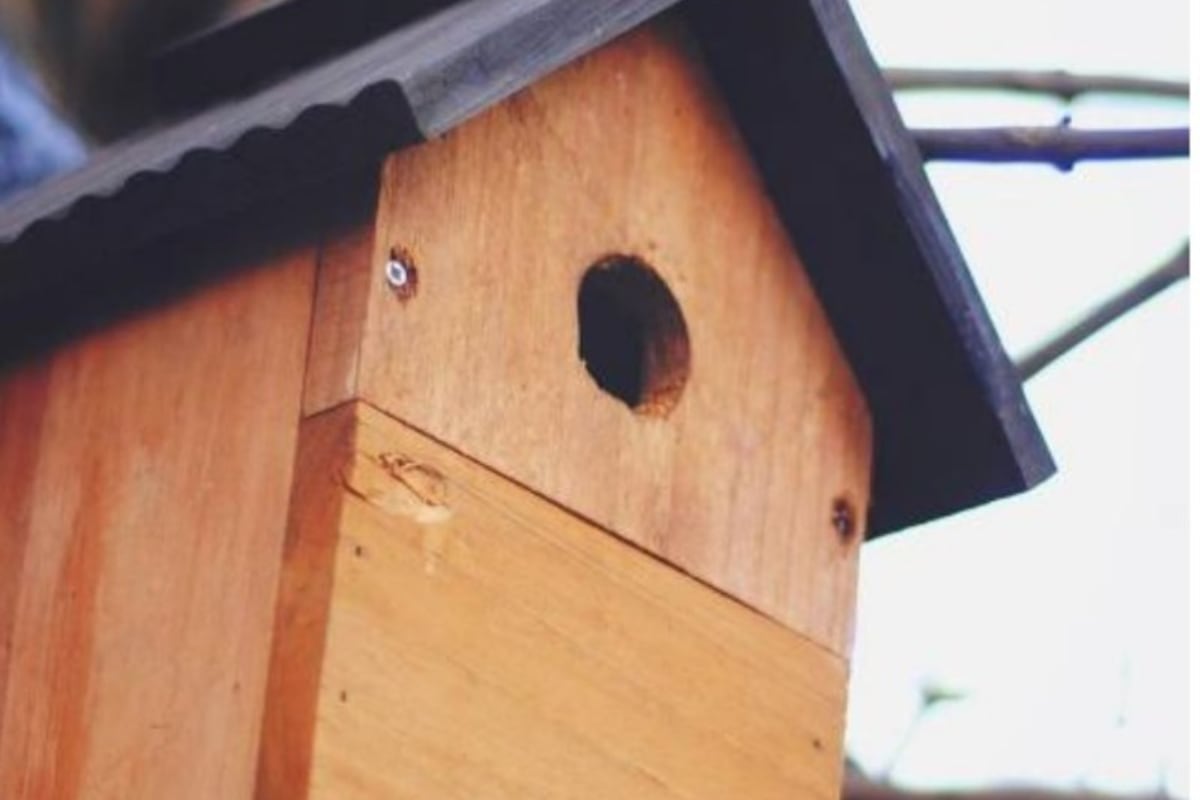 Virtual Bird Box