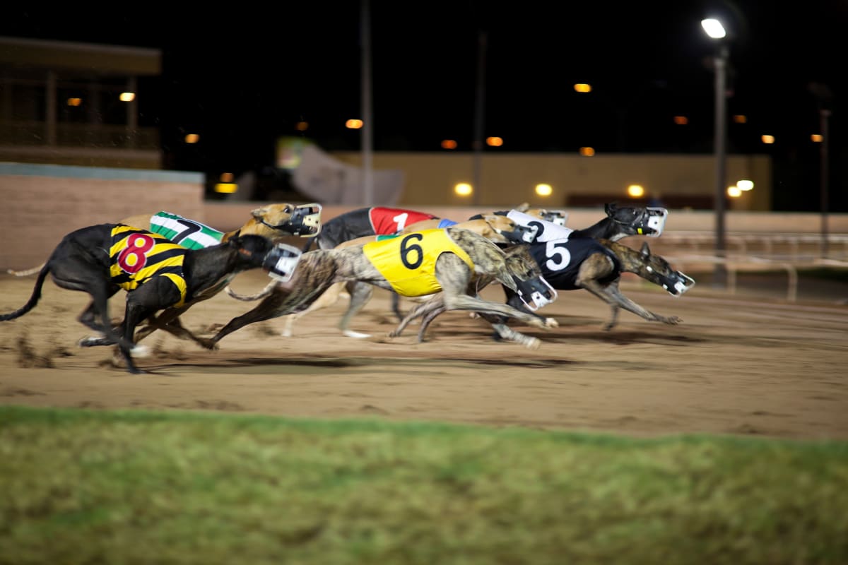 Greyhounds racing round a track