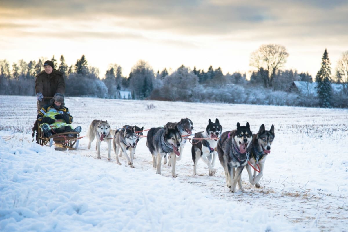 Huskypark-kelgukoerad.jpg