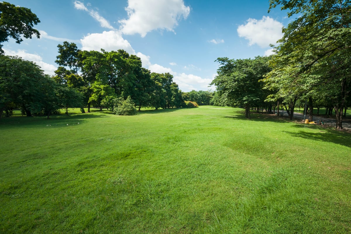 Hewish Activity Site - field.jpg