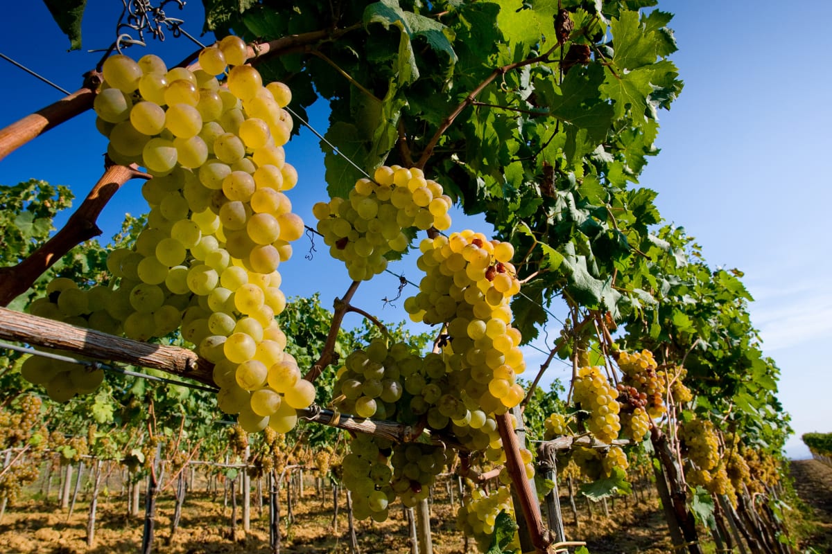 A vineyard tour with grapes and vines