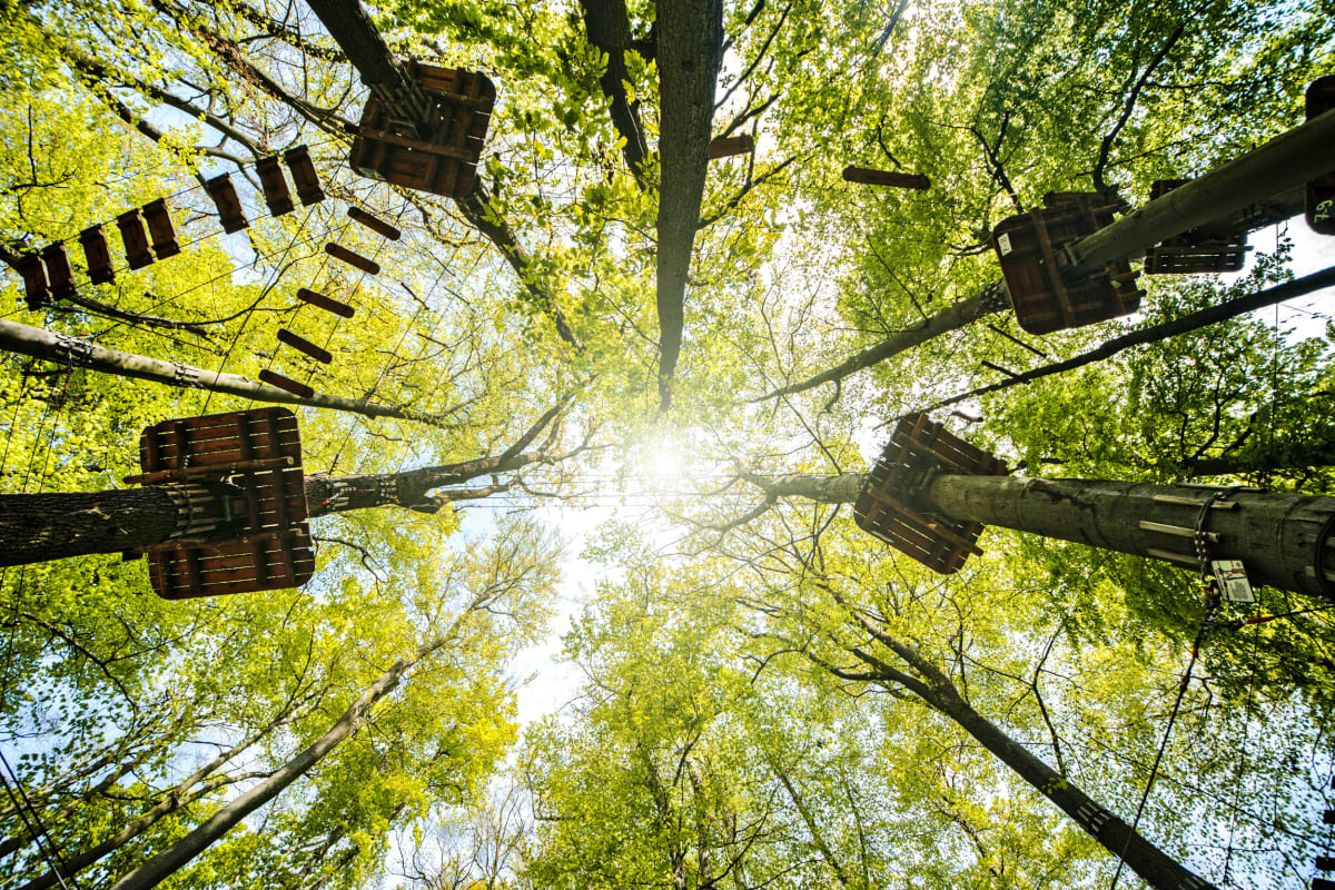 High Ropes Forest