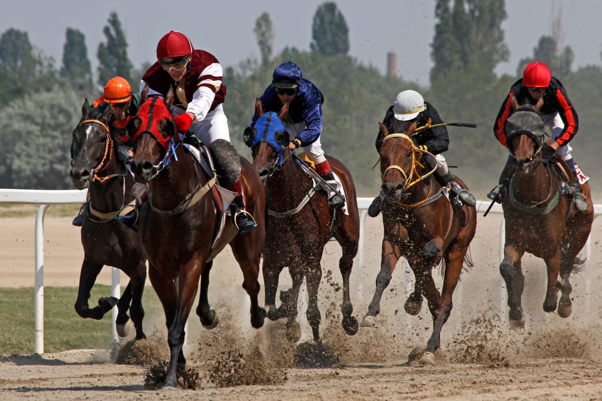Horse racing at Kincsem Park. Budapest