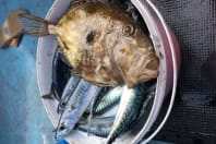 Atlantis Newquay Fishing Trips