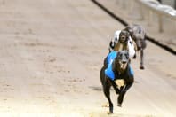 Greyhound Stadium - Newcastle (The Fossway)