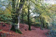 Blackdown Views