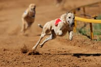 greyhound racing