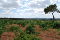 Bodegas Pedro Moreno 1940 - Vineyard.jpg