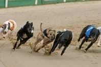 Colwick Park - Dogs racing.jpg