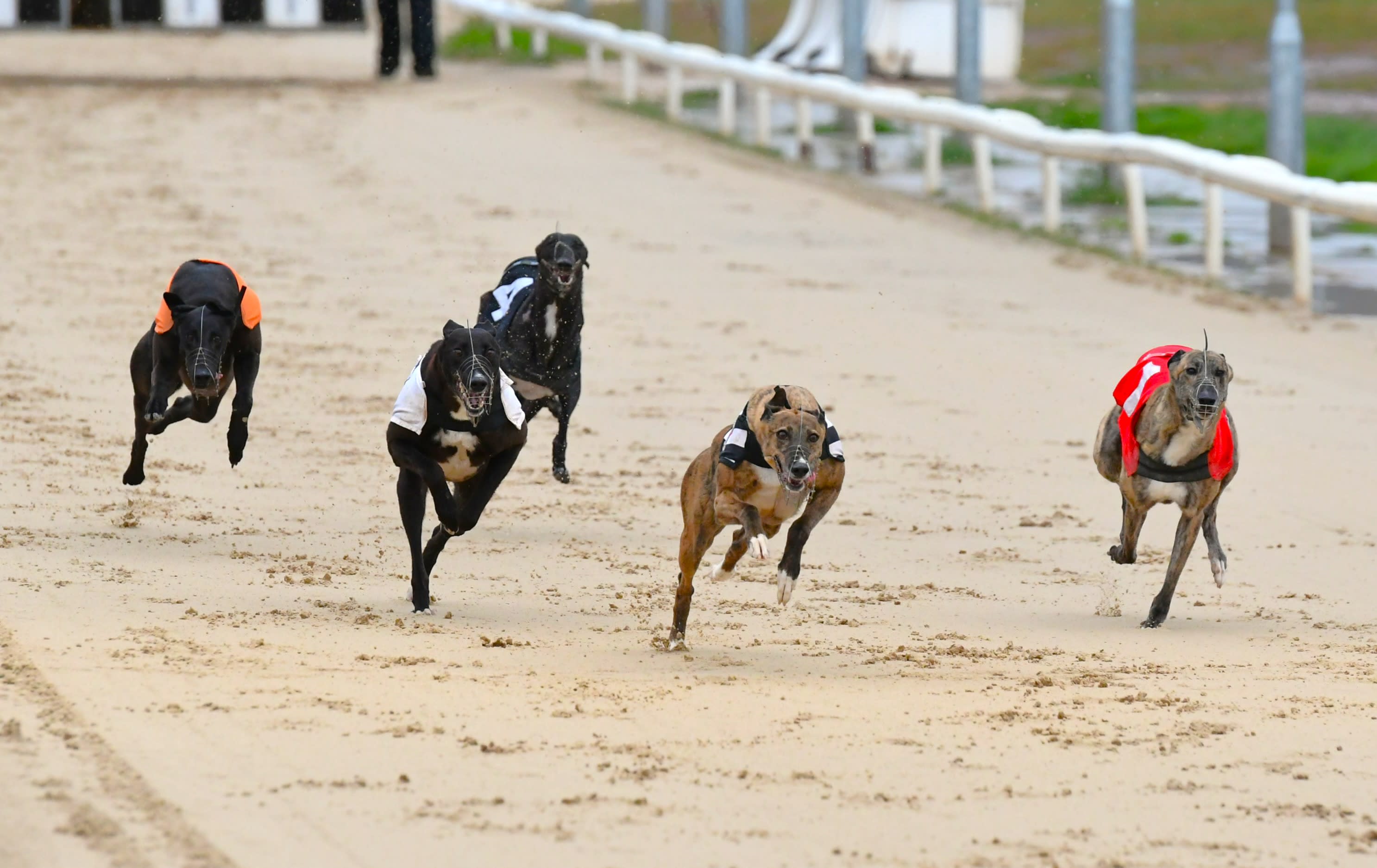 Greyhound Stadium - Newcastle (The Fossway)
