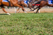 Horse Racing — Stag Do in Cambridge