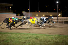 Greyhound Racing — Stag Do activity in Dublin