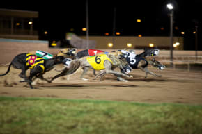 Dublin Greyhound Racing Stag Do Ideas