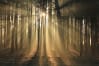Hens in the woods Land and Wave forrest