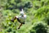 Zip wire zip line stag