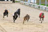 Greyhound Stadium - Newcastle (The Fossway)