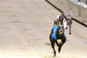 Greyhound Stadium - Newcastle (The Fossway)