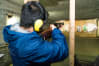 Riga Target Shooting Guns Shotgun stag
