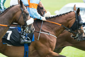 Horse Racing Tickets at Kempton Park Racecourse