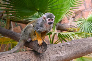 Monkey Park