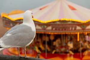 A seagull look at the Carousel with horses on Brighton beach. East Sussex England.