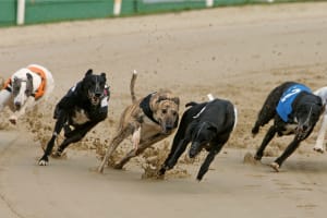 Colwick Park - Greyhounds racing on the track