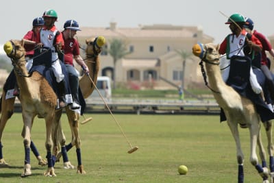 camel polo group of stags edit