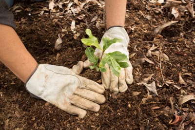 Planting a Tree - Carbon Offset
