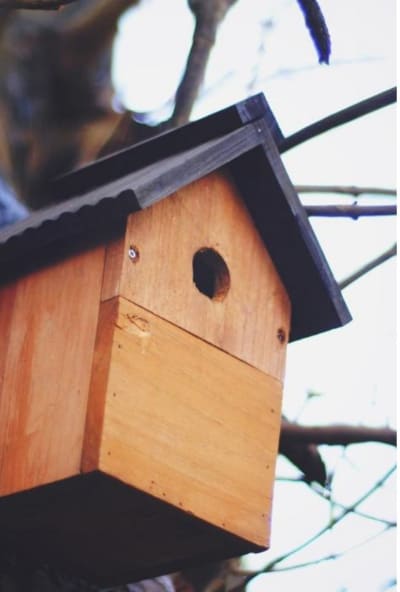 Virtual Bird Box