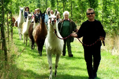 A group of people take Llamas for a walk